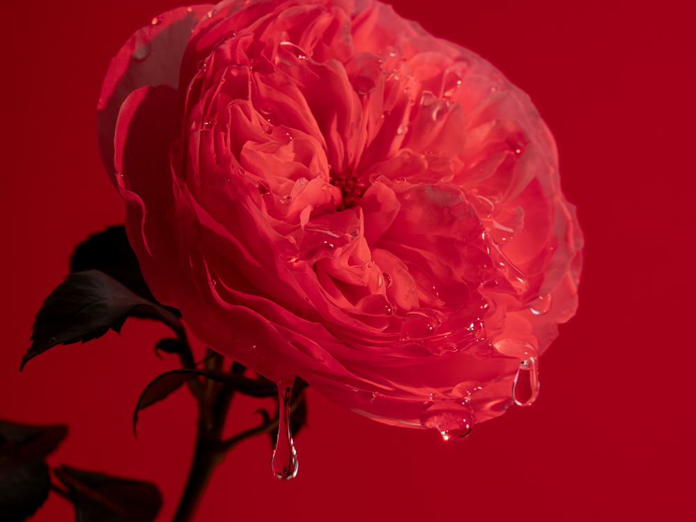 Pingando Expressive Rose