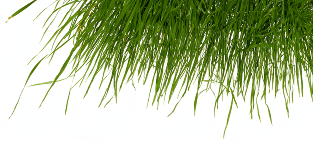 Nota de Vetiver