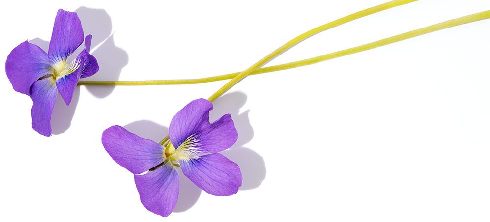 Nota Violeta