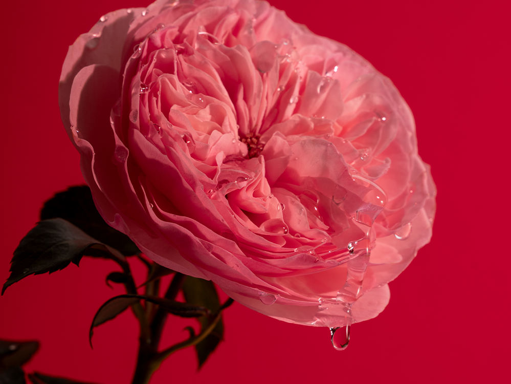 Pingando Personal Rose