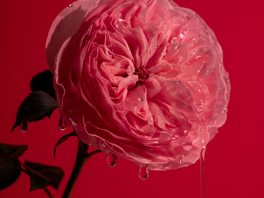 Pingando Bold Rose